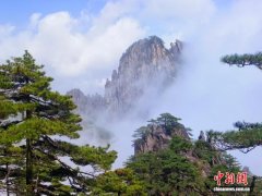 黄山风景区春意正浓 游客踏青赏景“课本游”成亮点